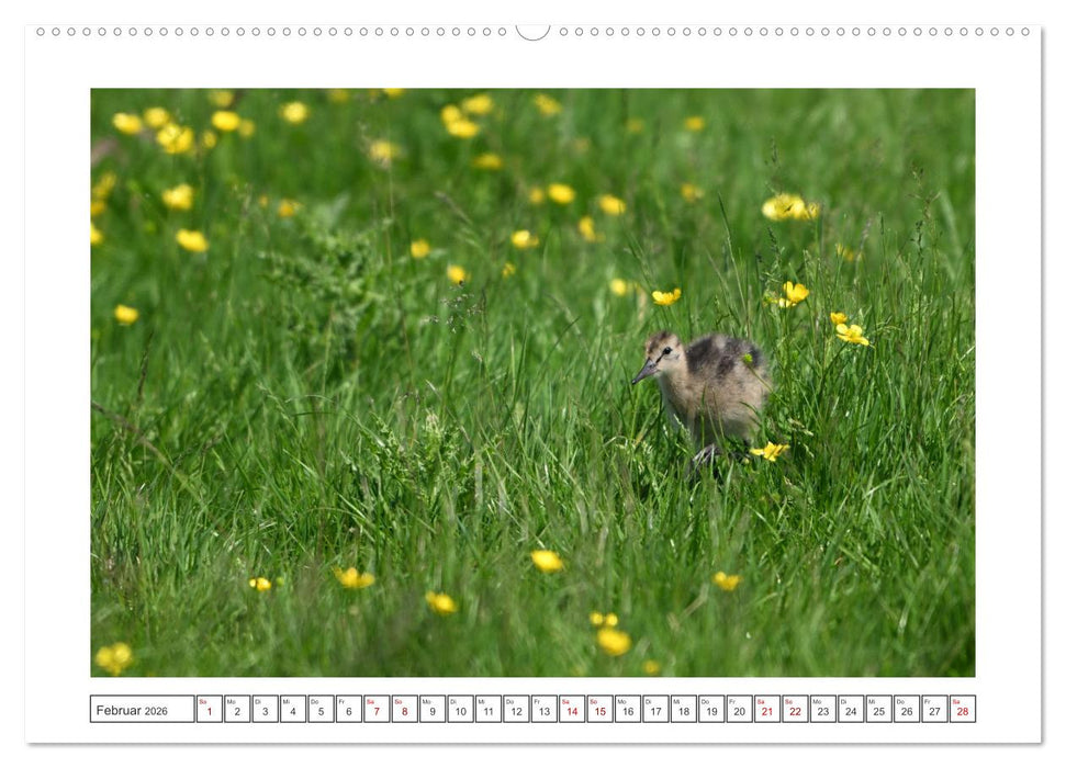 Die bedrohten Uferschnepfen (CALVENDO Premium Wandkalender 2026)