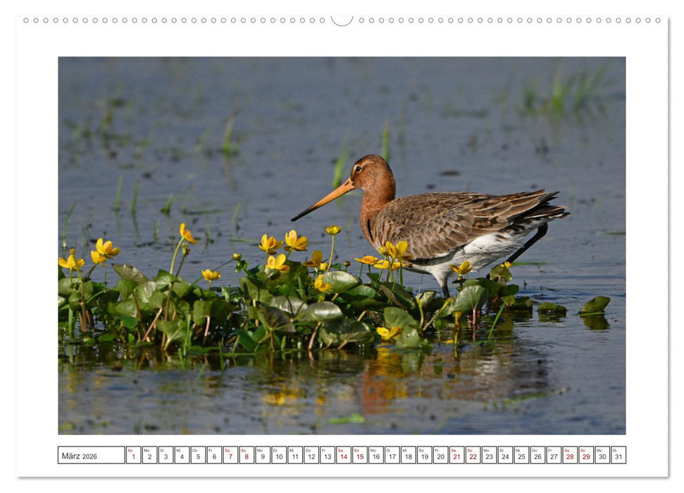 Die bedrohten Uferschnepfen (CALVENDO Premium Wandkalender 2026)