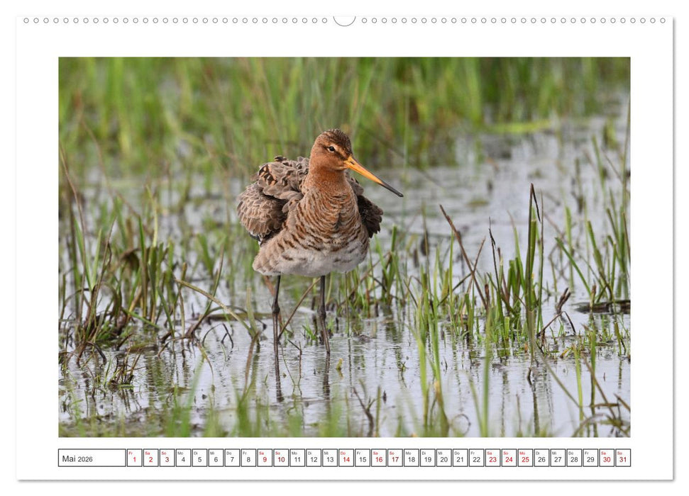 Die bedrohten Uferschnepfen (CALVENDO Premium Wandkalender 2026)