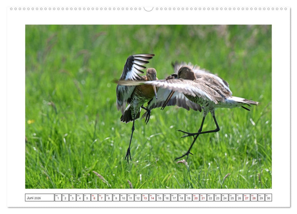 Die bedrohten Uferschnepfen (CALVENDO Premium Wandkalender 2026)