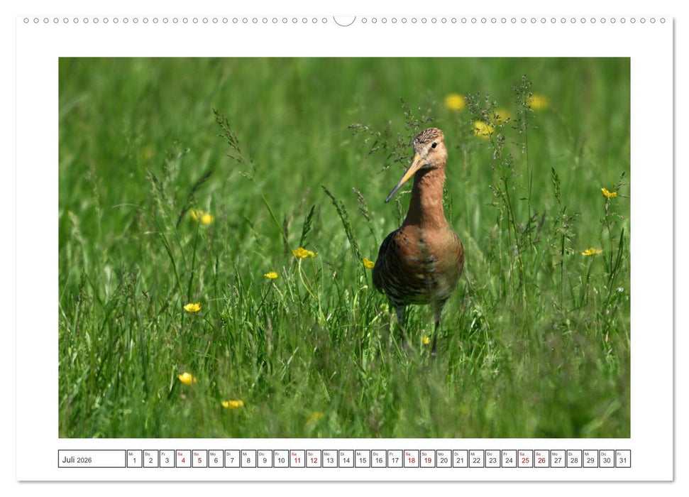 Die bedrohten Uferschnepfen (CALVENDO Premium Wandkalender 2026)