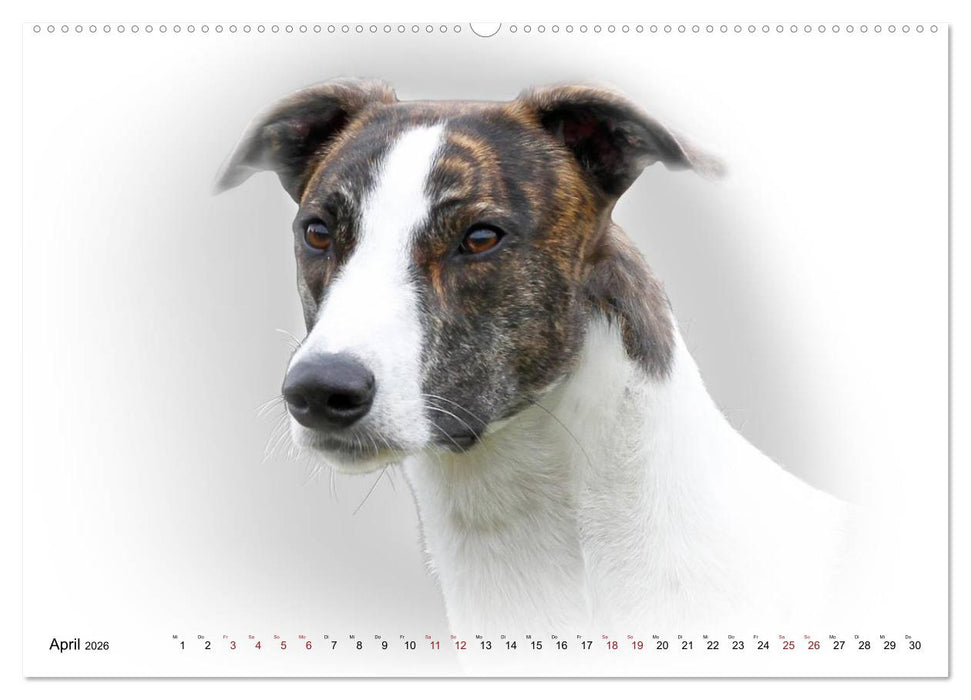 Windhund Portrait 2026 White Edition (CALVENDO Premium Wandkalender 2026)
