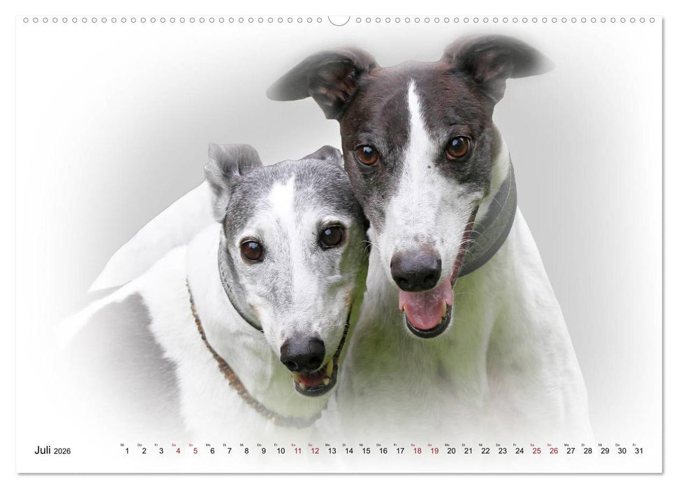 Windhund Portrait 2026 White Edition (CALVENDO Premium Wandkalender 2026)