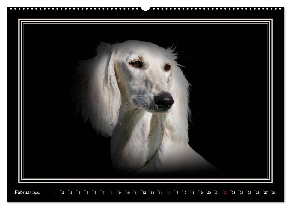 Saluki 2026 (CALVENDO Premium Wandkalender 2026)