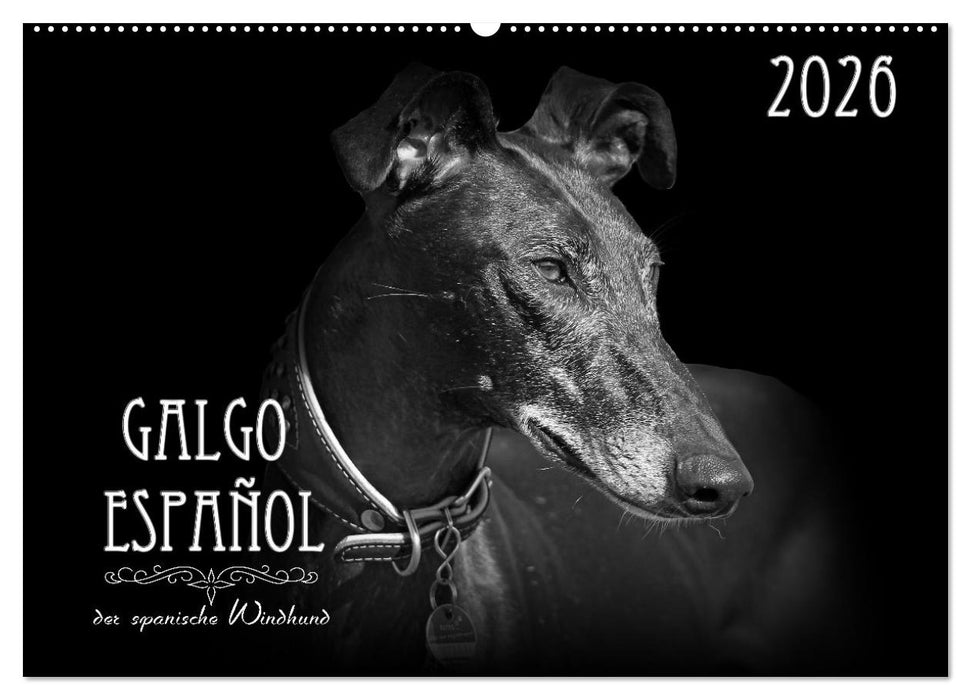 Galgo Español - der spanische Windhund 2026 (CALVENDO Wandkalender 2026)