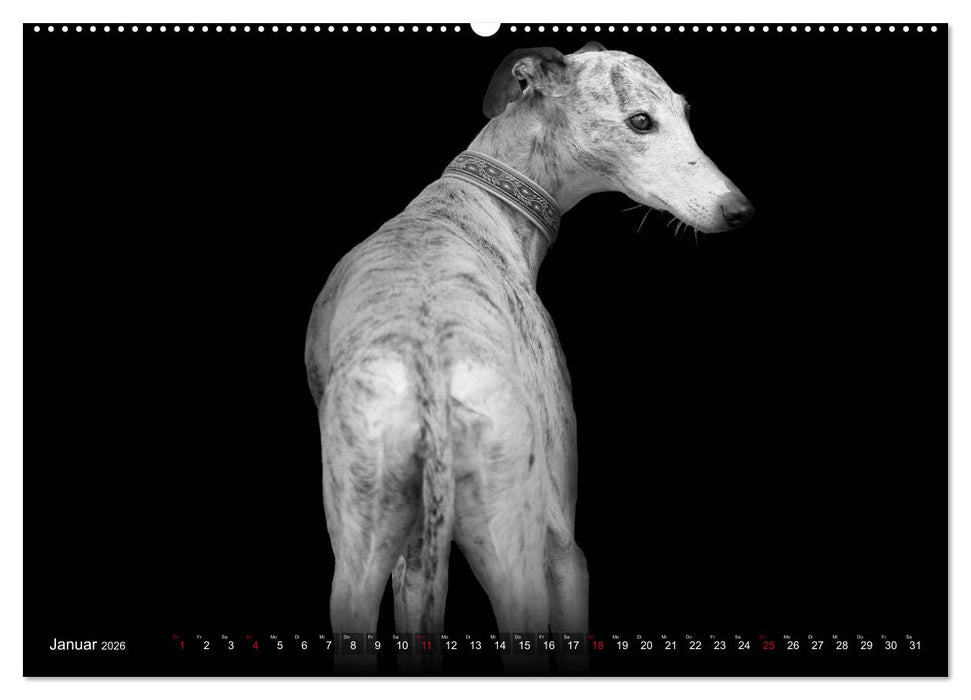 Galgo Español - der spanische Windhund 2026 (CALVENDO Wandkalender 2026)