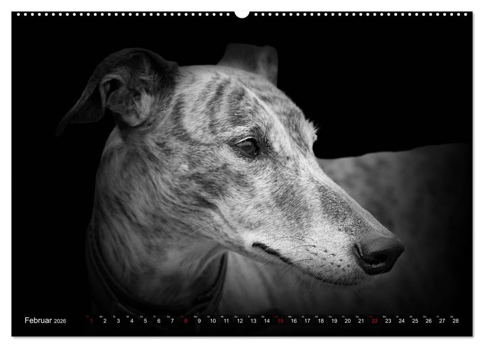 Galgo Español - der spanische Windhund 2026 (CALVENDO Wandkalender 2026)