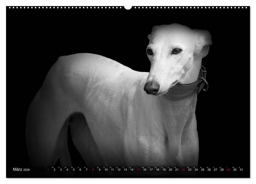 Galgo Español - der spanische Windhund 2026 (CALVENDO Wandkalender 2026)