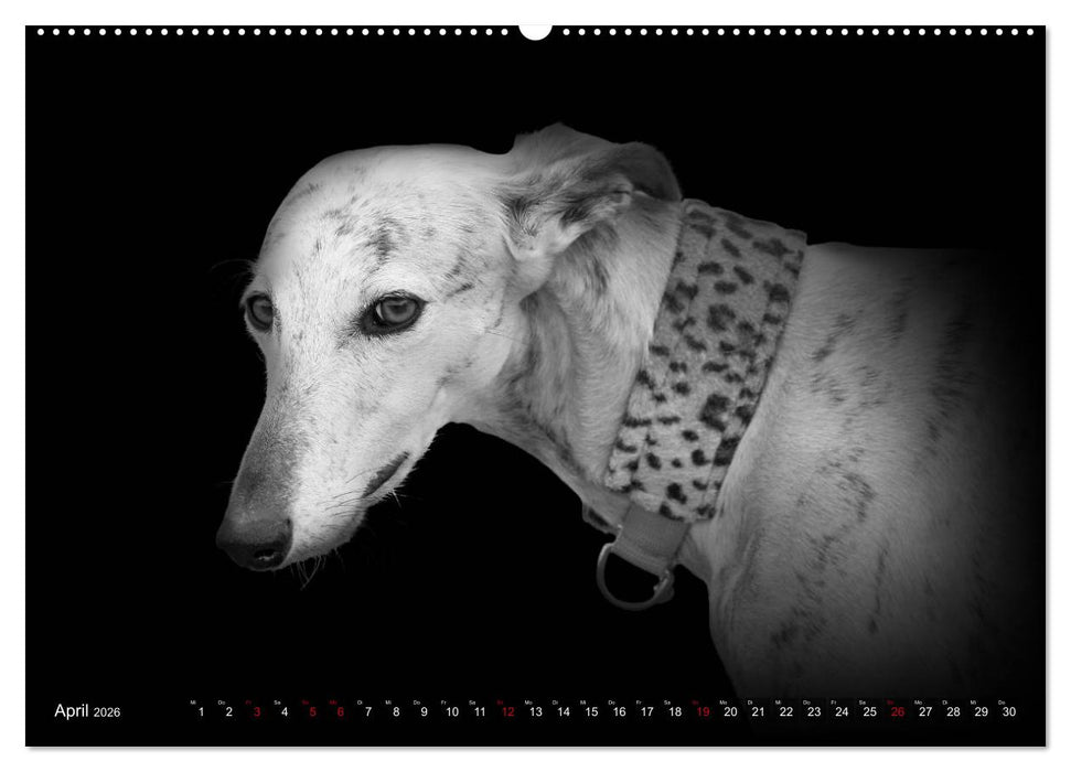 Galgo Español - der spanische Windhund 2026 (CALVENDO Wandkalender 2026)