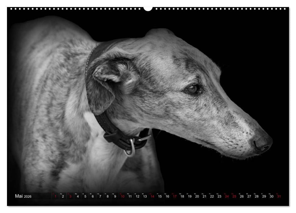 Galgo Español - der spanische Windhund 2026 (CALVENDO Wandkalender 2026)