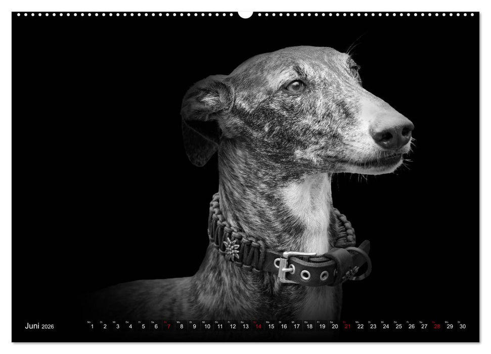 Galgo Español - der spanische Windhund 2026 (CALVENDO Wandkalender 2026)
