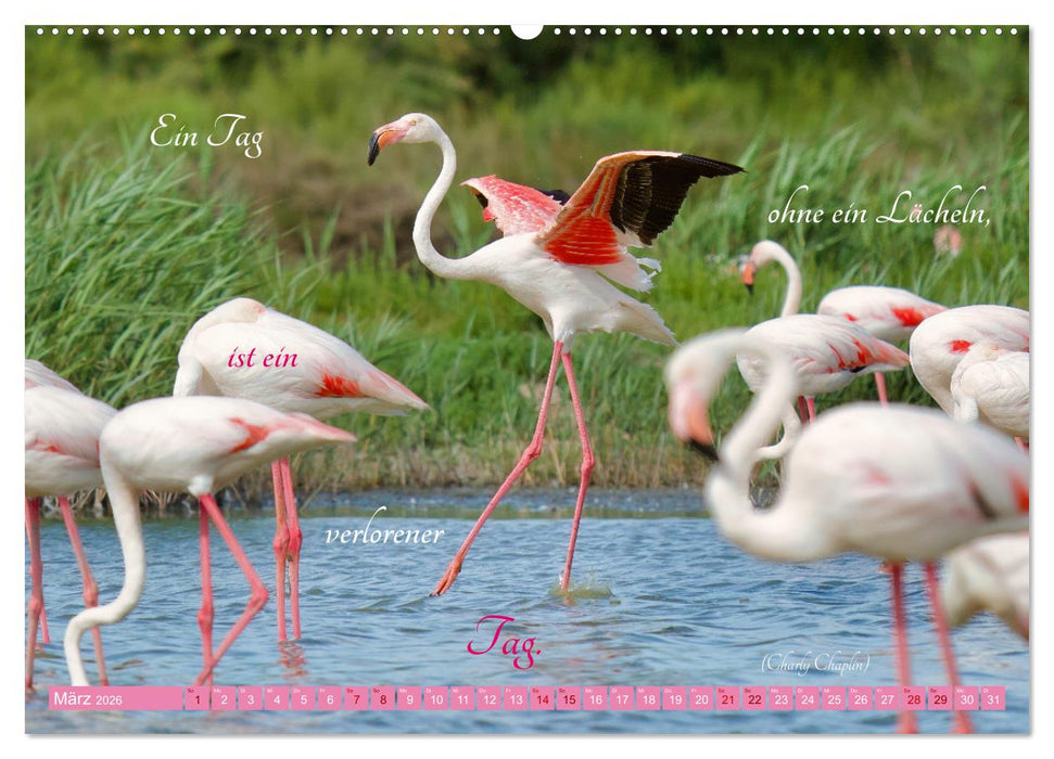 The Power Of Pink (CALVENDO Wandkalender 2026)