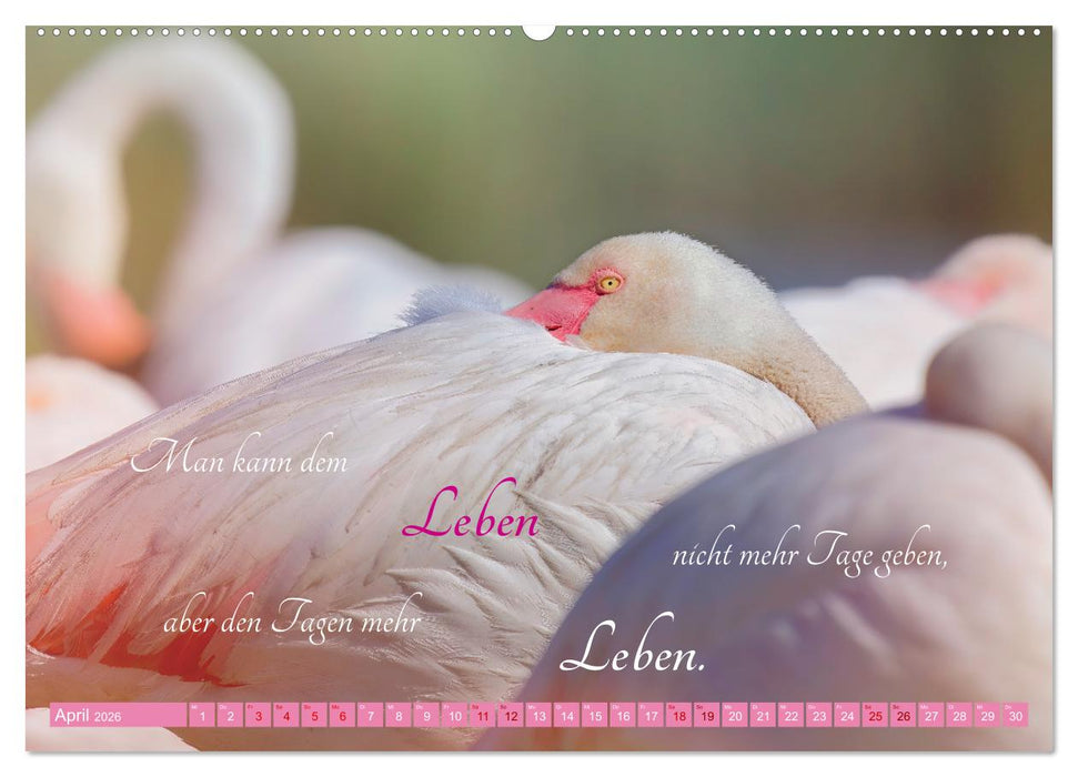 The Power Of Pink (CALVENDO Wandkalender 2026)