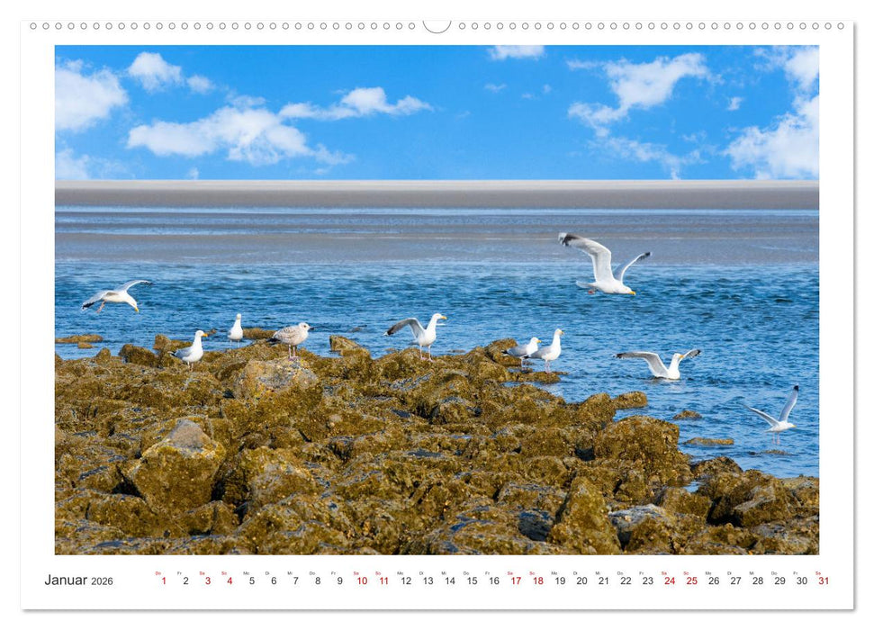 Buntes und blühendes Borkum (CALVENDO Premium Wandkalender 2026)
