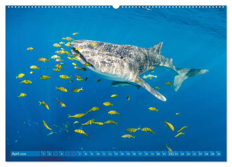 Einzigartige Naturkostbarkeiten aus Asien (CALVENDO Premium Wandkalender 2026)