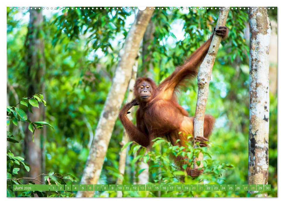 Einzigartige Naturkostbarkeiten aus Asien (CALVENDO Premium Wandkalender 2026)
