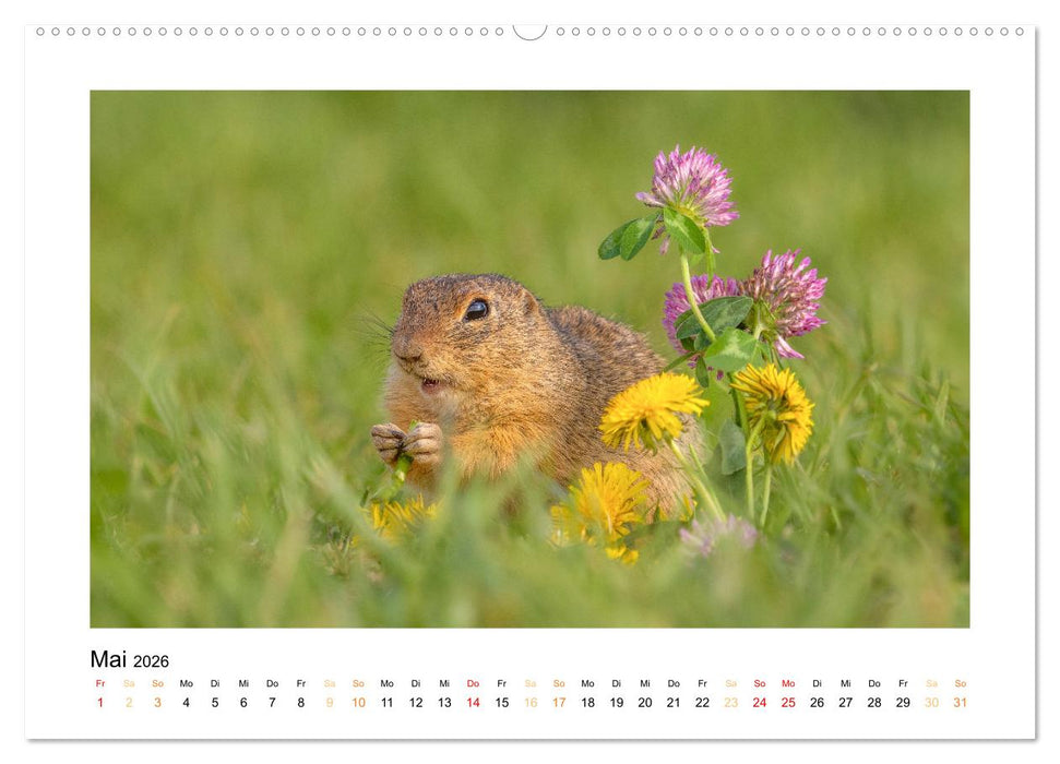 Wiener Tierwelt (CALVENDO Wandkalender 2026)