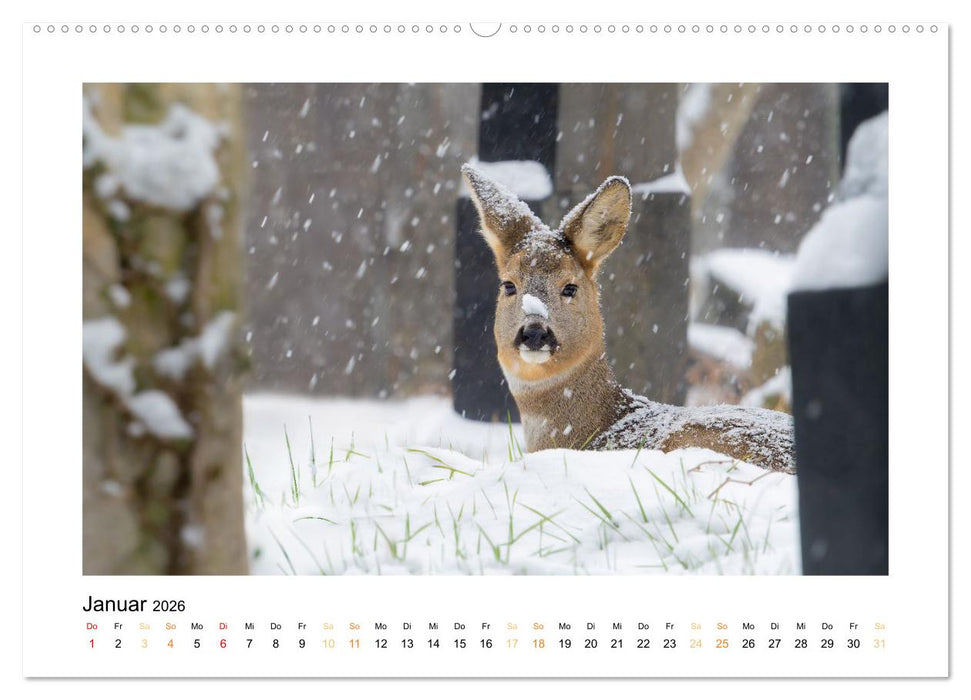 Wiener Tierwelt (CALVENDO Premium Wandkalender 2026)