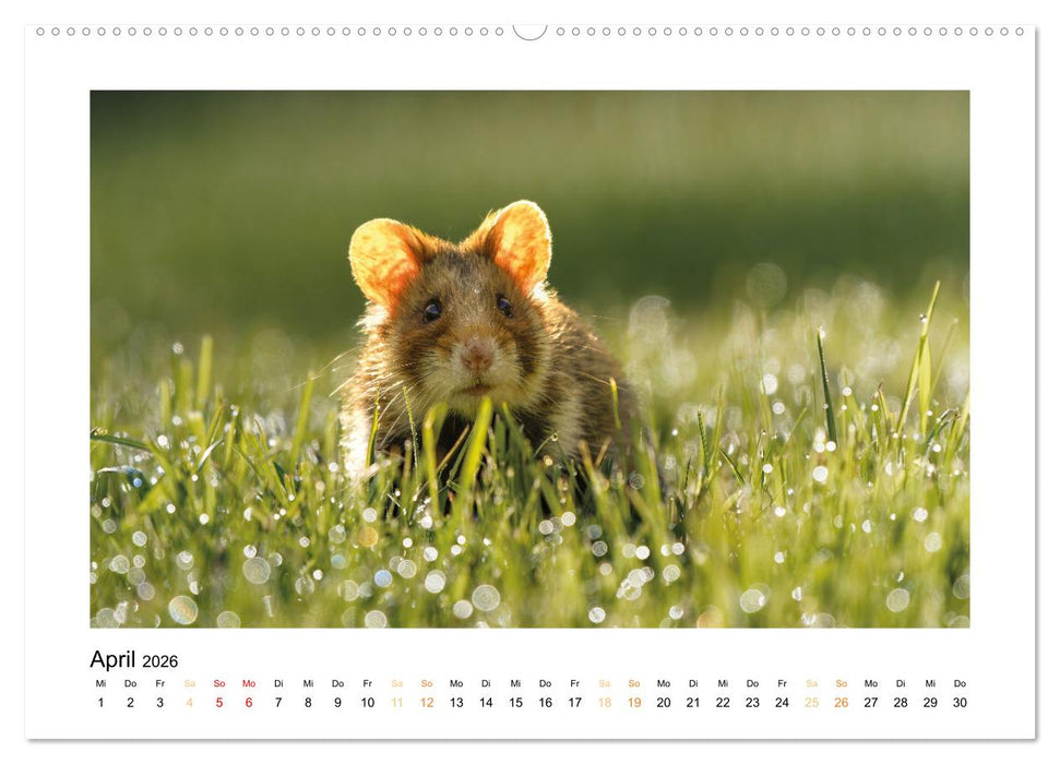 Wiener Tierwelt (CALVENDO Premium Wandkalender 2026)