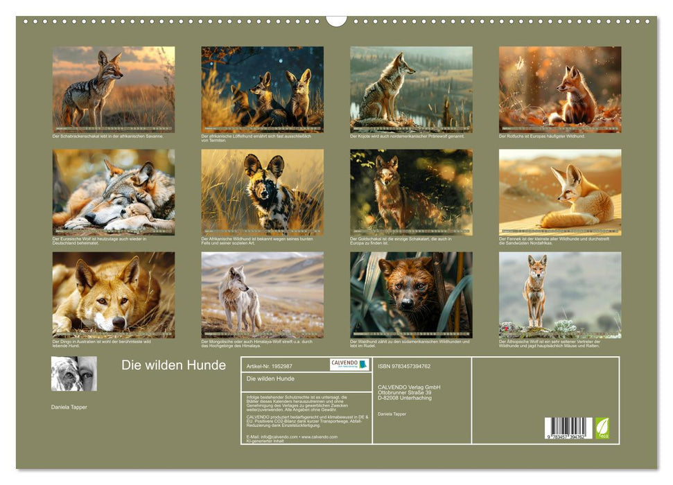 Die wilden Hunde (CALVENDO Wandkalender 2026)