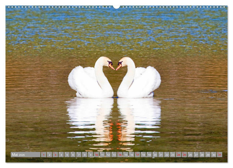 Der Schwanentanz (CALVENDO Wandkalender 2026)