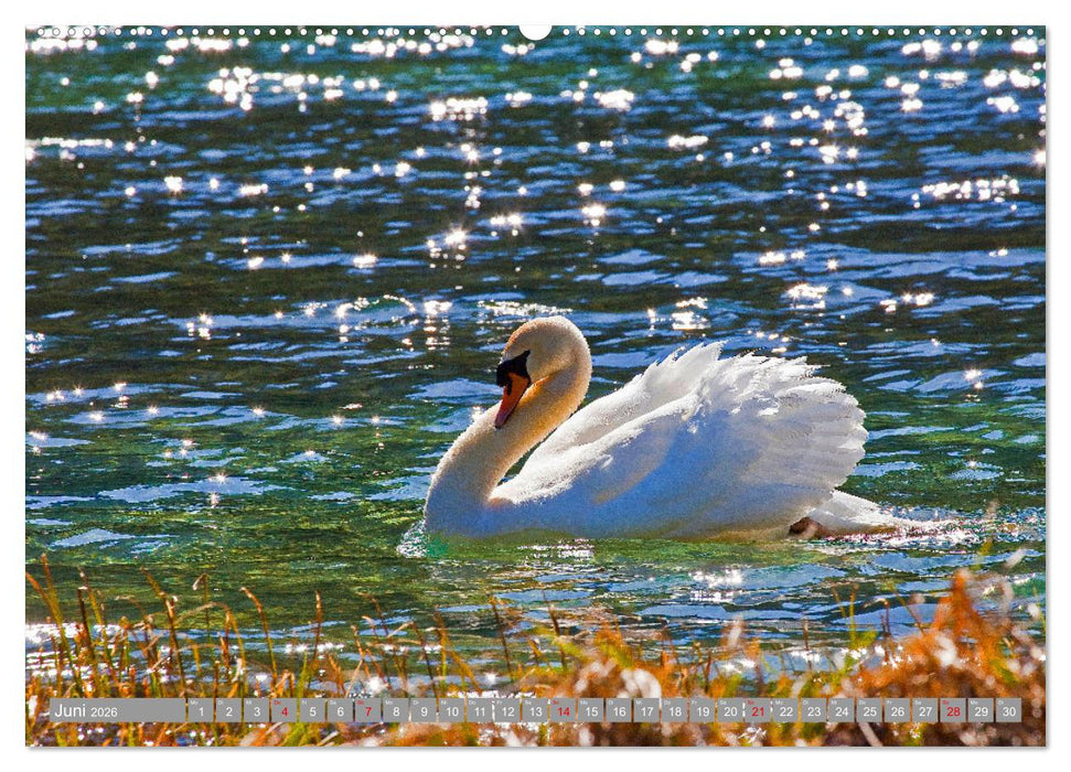 Der Schwanentanz (CALVENDO Wandkalender 2026)