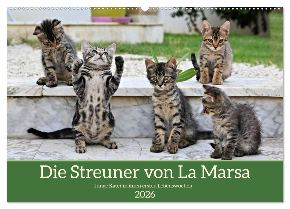 Die Streuner von La Marsa (CALVENDO Wandkalender 2026)