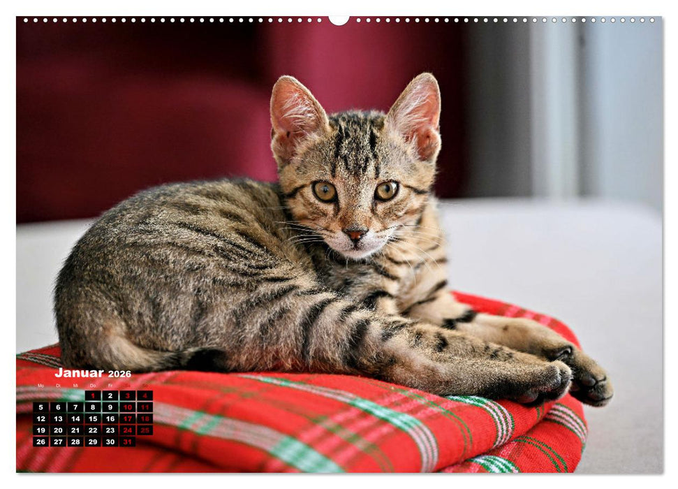 Die Streuner von La Marsa (CALVENDO Wandkalender 2026)