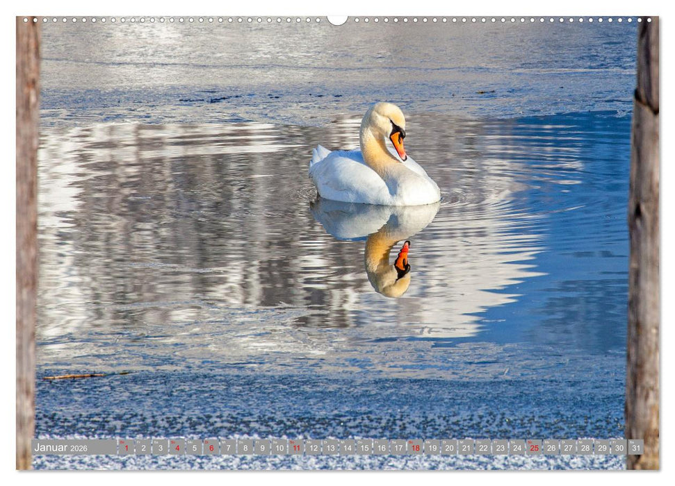 Der Schwanentanz (CALVENDO Premium Wandkalender 2026)