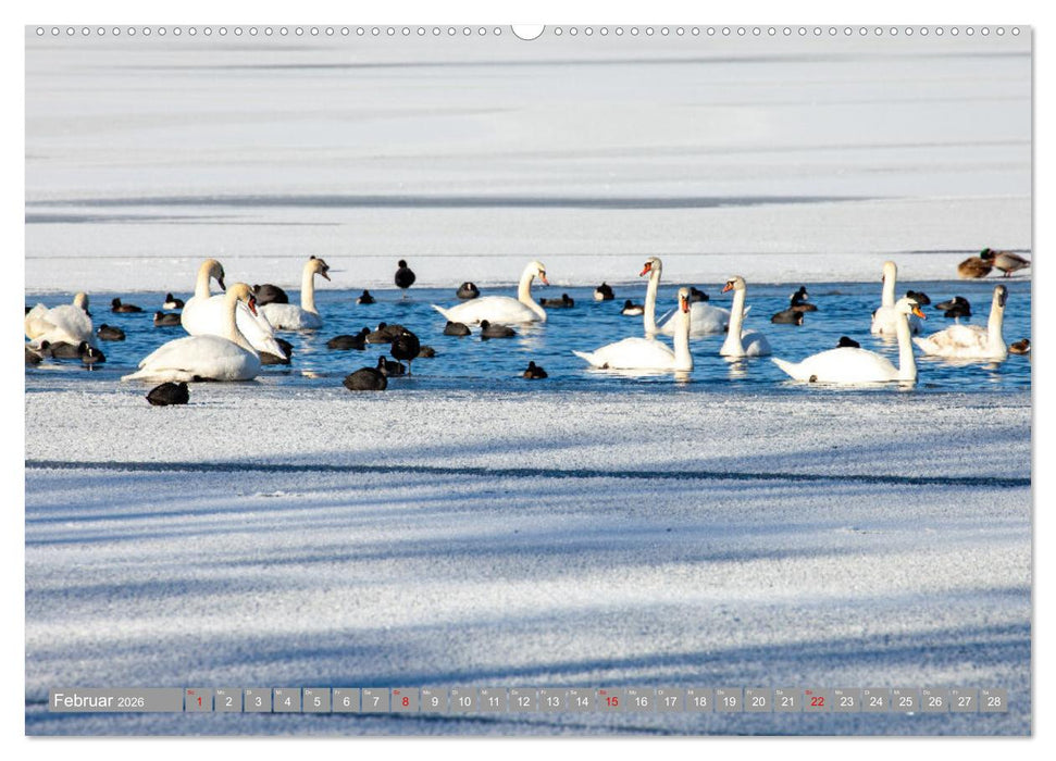 Der Schwanentanz (CALVENDO Premium Wandkalender 2026)