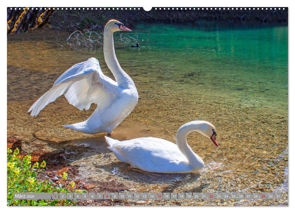 Der Schwanentanz (CALVENDO Premium Wandkalender 2026)