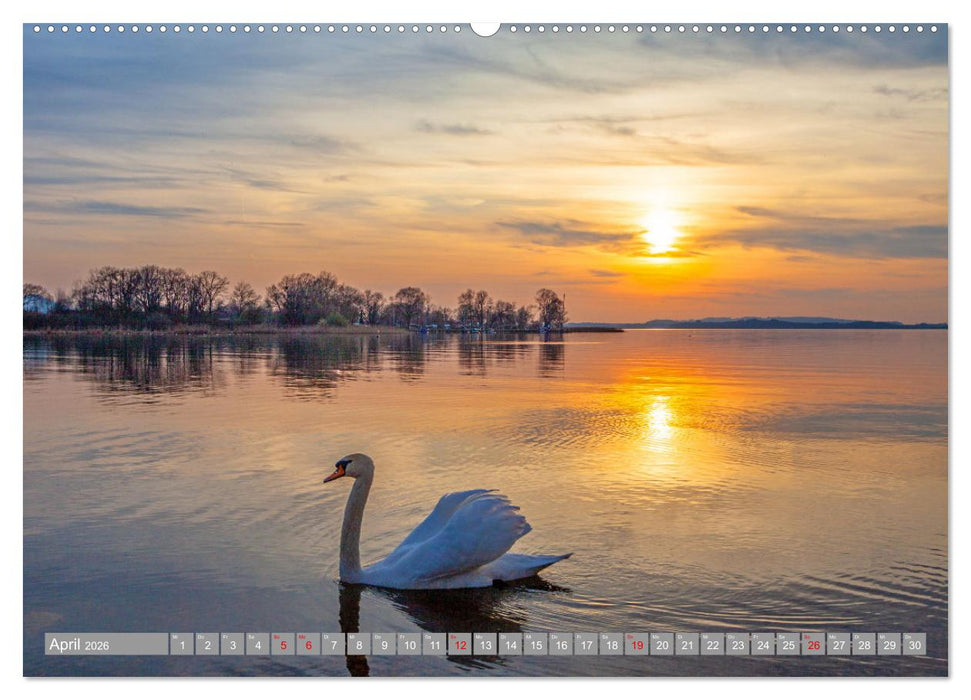Der Schwanentanz (CALVENDO Premium Wandkalender 2026)