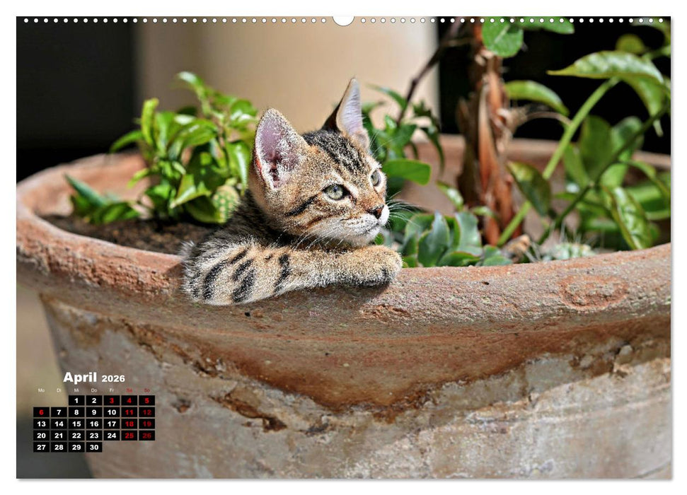 Die Streuner von La Marsa (CALVENDO Premium Wandkalender 2026)