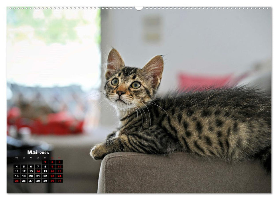 Die Streuner von La Marsa (CALVENDO Premium Wandkalender 2026)