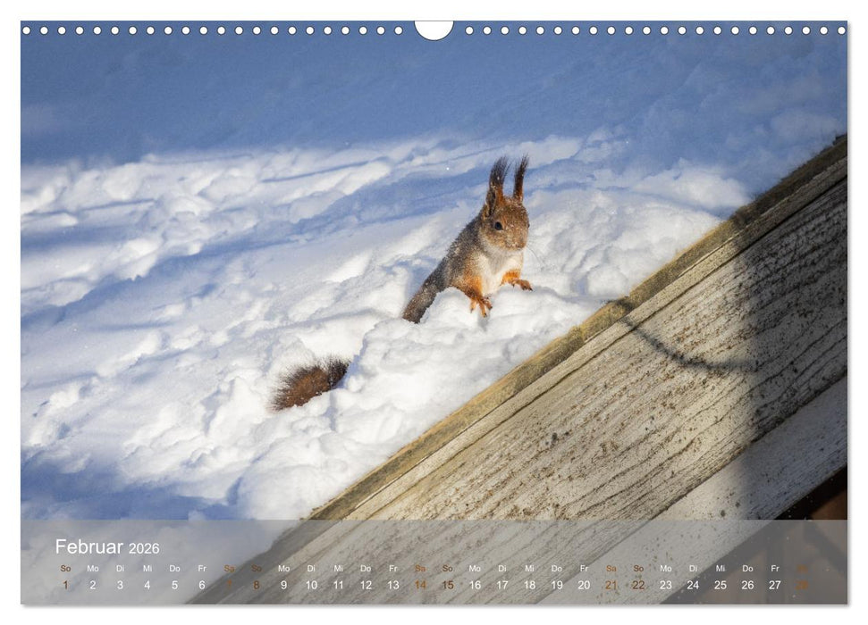 Bezaubernde Eichhörnchen (CALVENDO Wandkalender 2026)