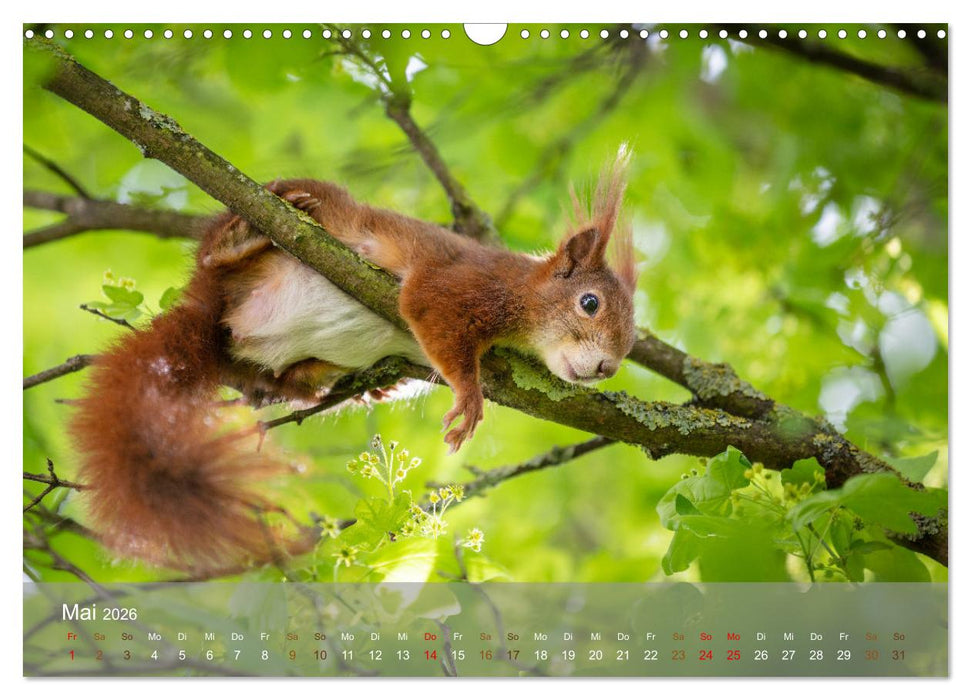 Bezaubernde Eichhörnchen (CALVENDO Wandkalender 2026)