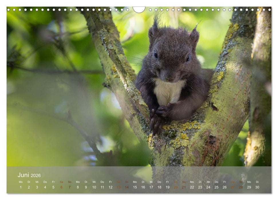 Bezaubernde Eichhörnchen (CALVENDO Wandkalender 2026)