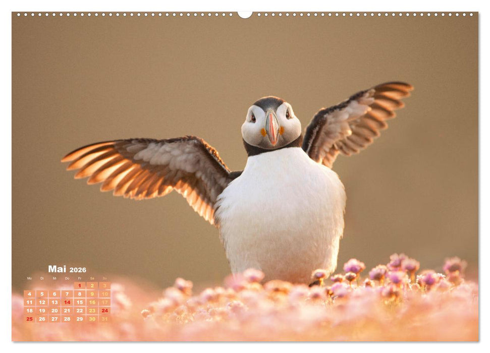 Naturschauspiele in Schottland (CALVENDO Premium Wandkalender 2026)