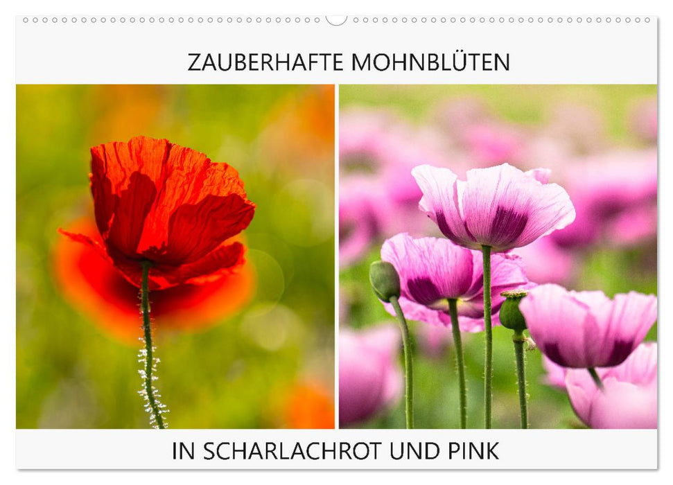 ZAUBERHAFTE MOHNBLÜTEN IN SCHARLACHROT UND PINK (CALVENDO Wandkalender 2026)