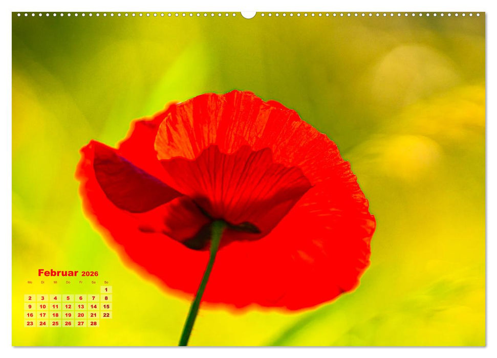 ZAUBERHAFTE MOHNBLÜTEN IN SCHARLACHROT UND PINK (CALVENDO Wandkalender 2026)
