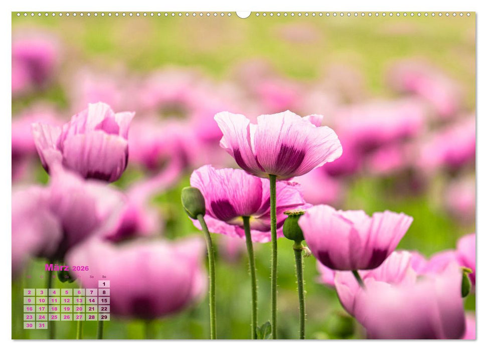 ZAUBERHAFTE MOHNBLÜTEN IN SCHARLACHROT UND PINK (CALVENDO Wandkalender 2026)