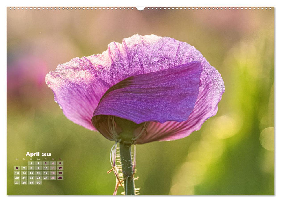 ZAUBERHAFTE MOHNBLÜTEN IN SCHARLACHROT UND PINK (CALVENDO Wandkalender 2026)