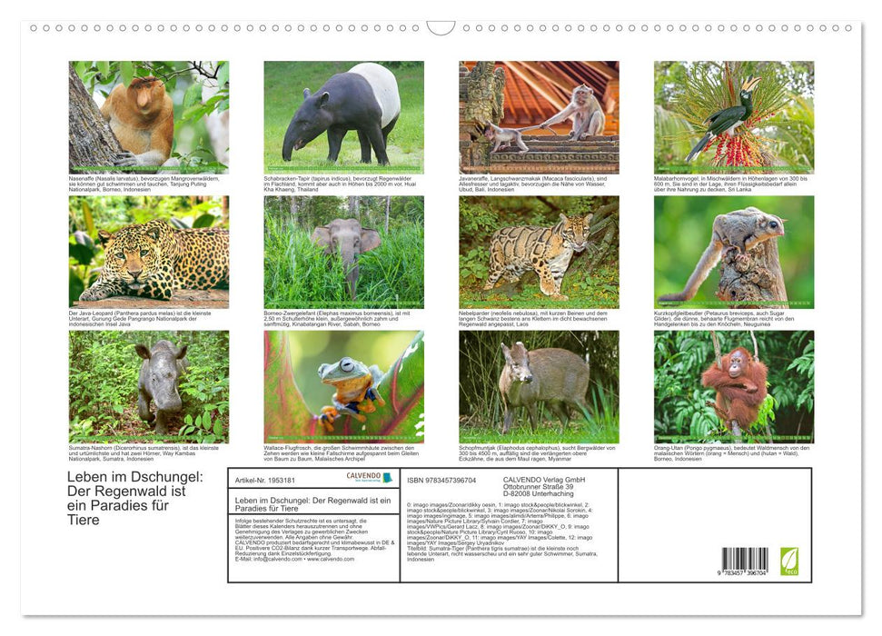 Leben im Dschungel: Der Regenwald ist ein Paradies für Tiere (CALVENDO Wandkalender 2026)