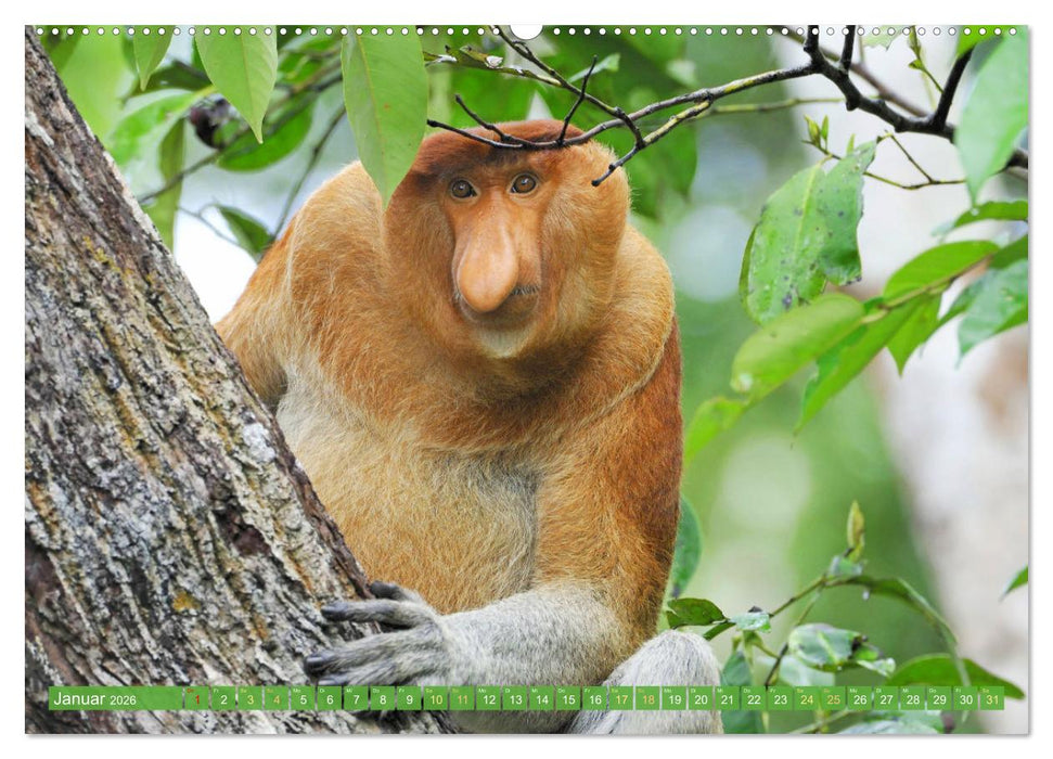 Leben im Dschungel: Der Regenwald ist ein Paradies für Tiere (CALVENDO Wandkalender 2026)