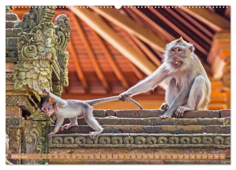 Leben im Dschungel: Der Regenwald ist ein Paradies für Tiere (CALVENDO Wandkalender 2026)