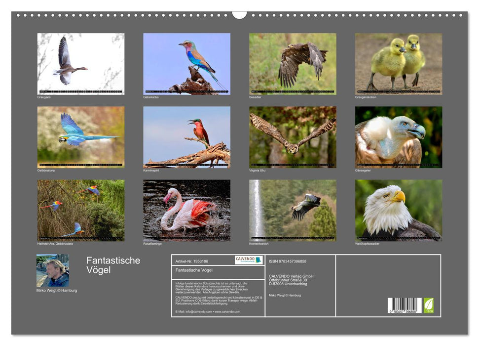 Fantastische Vögel (CALVENDO Wandkalender 2026)