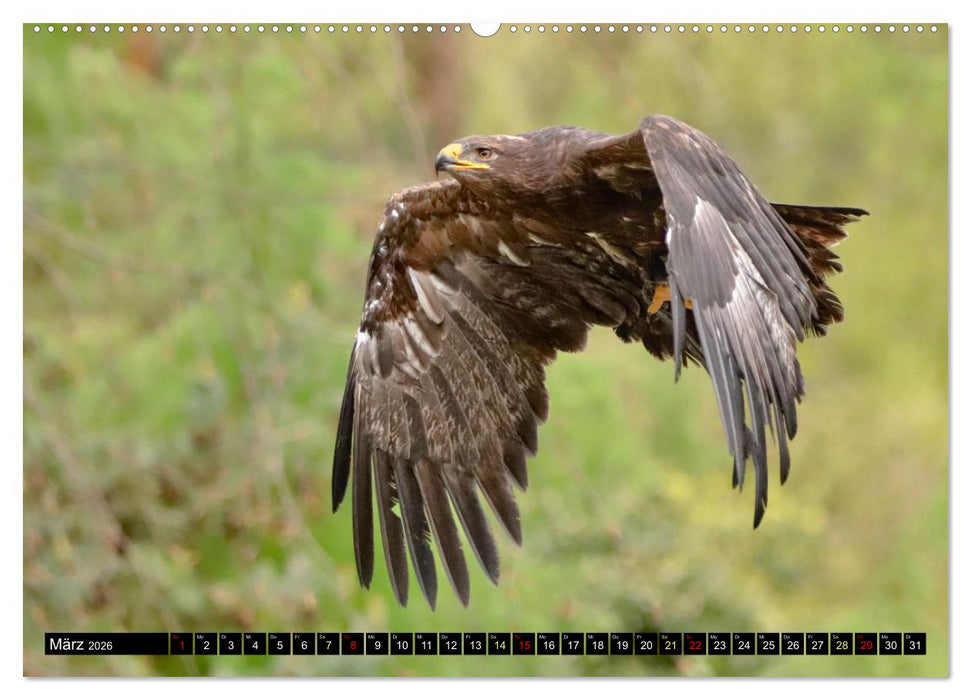 Fantastische Vögel (CALVENDO Wandkalender 2026)
