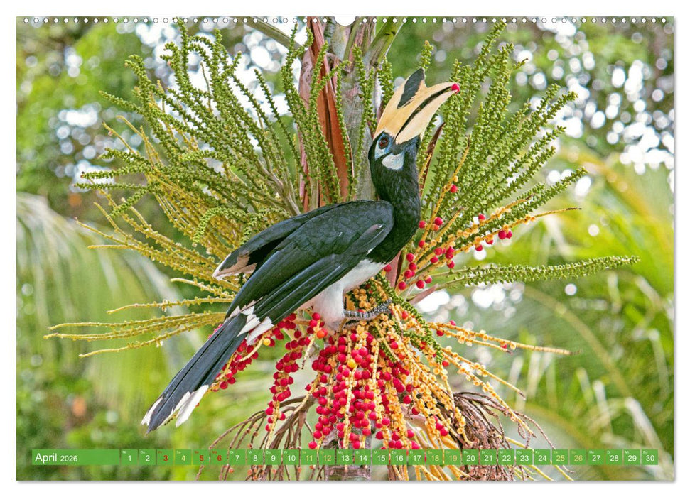 Leben im Dschungel: Der Regenwald ist ein Paradies für Tiere (CALVENDO Premium Wandkalender 2026)