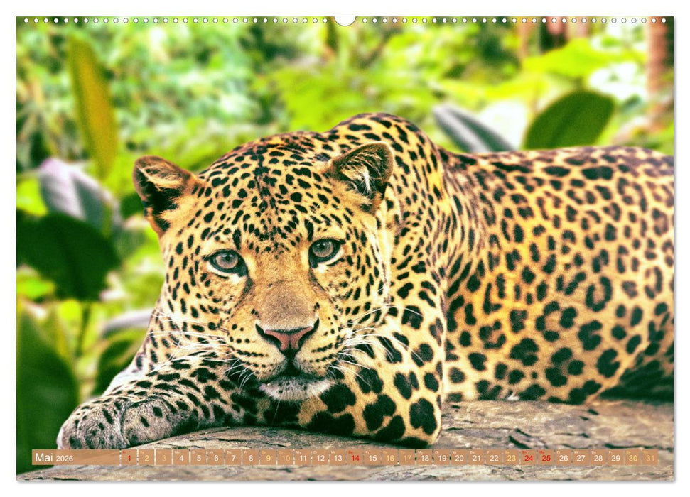 Leben im Dschungel: Der Regenwald ist ein Paradies für Tiere (CALVENDO Premium Wandkalender 2026)