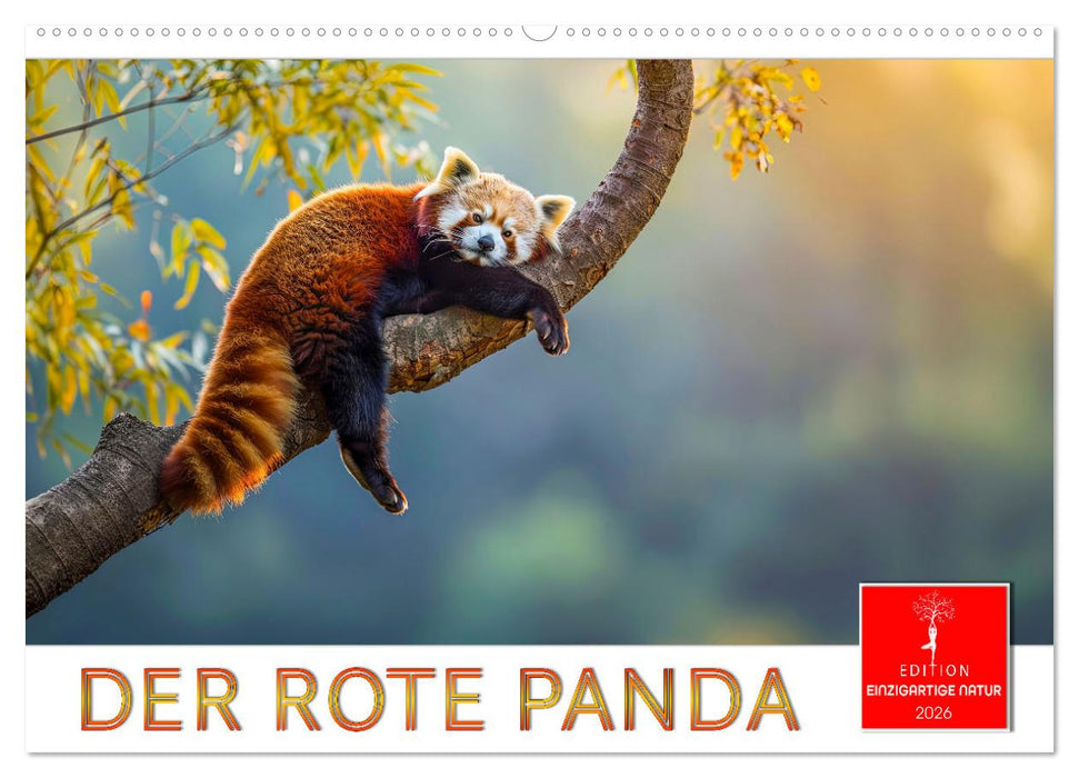 Der Rote Panda (CALVENDO Wandkalender 2026)